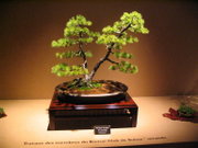 Bonsaï de Pin blanc du Japon (Pinus parviflora)